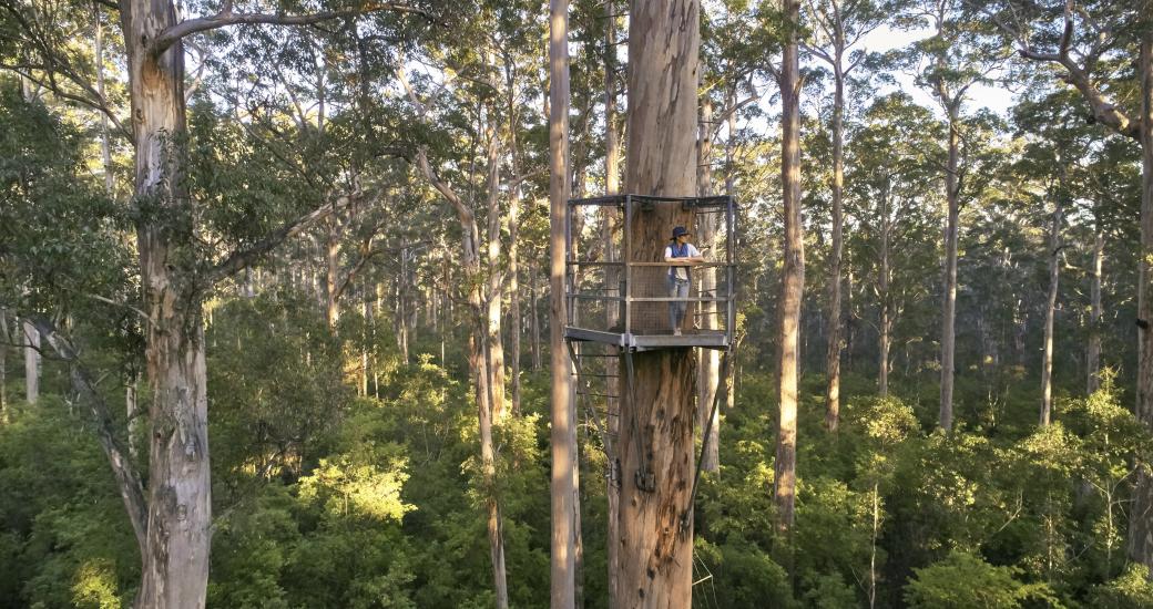 Dave Evans Bicentennial Tree - Southern Forests and Valleys