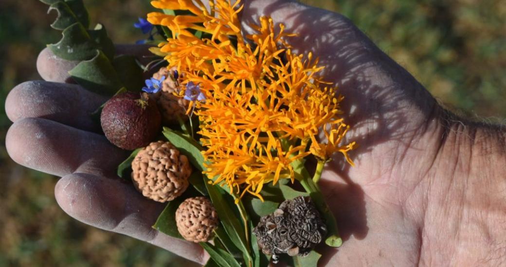 Native Australian Wild Flowers foraged from a Cultural tour