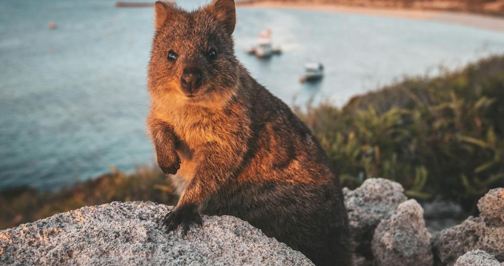 A furry marsipual australian animal the Quokka with beach sunset in background