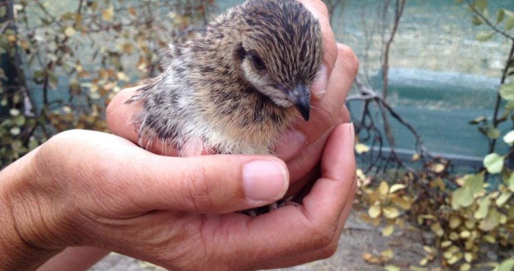 Hand Holds a baby Australian bird