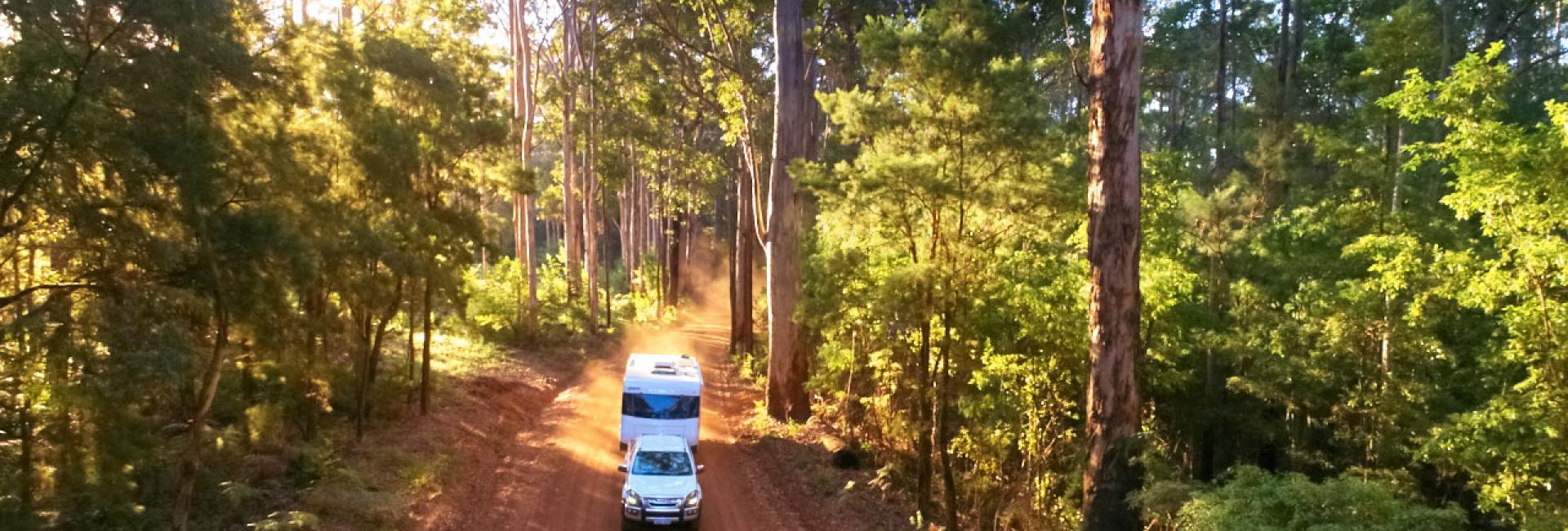 A car with a campervan drives on a dirt road in a green forest