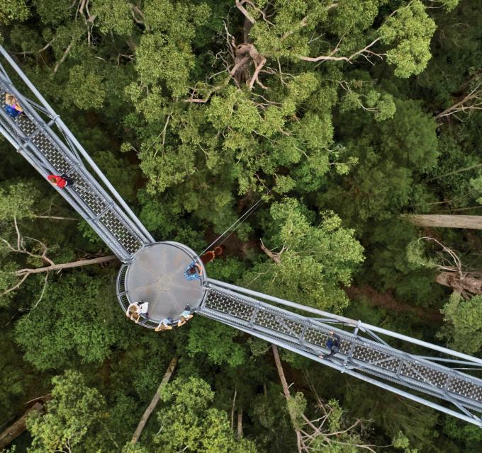 Valley of the Giants Tree Top Walk - Australia's South West