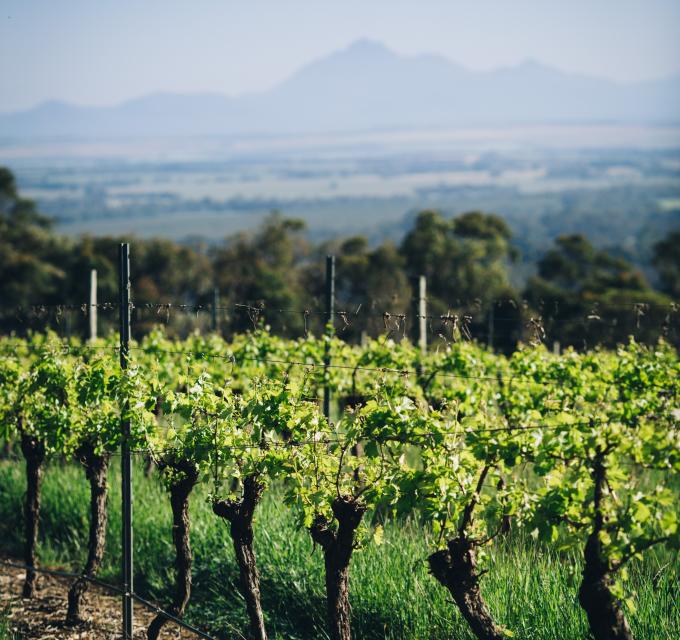 vineyard in Porongurup with Stirling Range in the background 